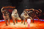 Bollywoodlike die Elefantennummer (Foto: Ingrid Grossmann)